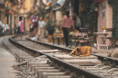 Cat sitting on railroad track