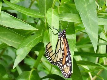 Close-up of butterfly on leaf