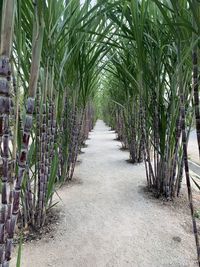 Narrow walkway along plants