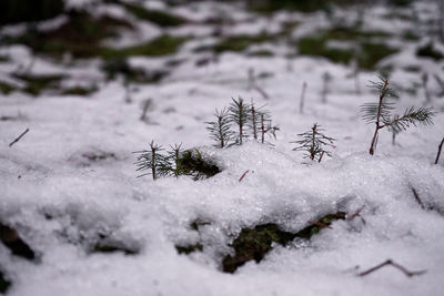 Close-up of frozen plants