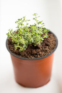 Close-up of potted plant against white background