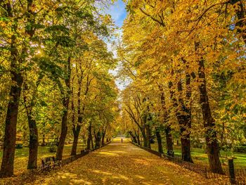 Footpath amidst trees during autumn