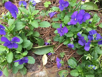 Purple flowers blooming outdoors