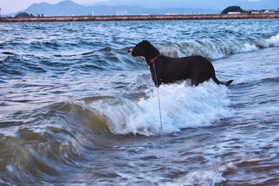 Dog in the sea