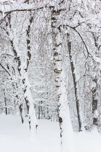 Trees on snow covered tree during winter