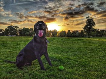 Dog with ball on field during sunset