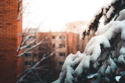 Close-up of frozen bare tree against building