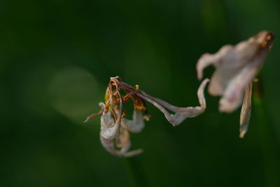 Close-up of flower on branch