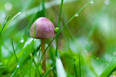 Close-up of dew on plant