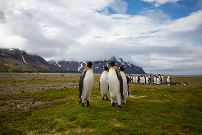 Penguins on grassy field against cloudy sky