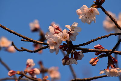 Low angle view of cherry blossoms against sky