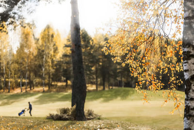 Trees in forest