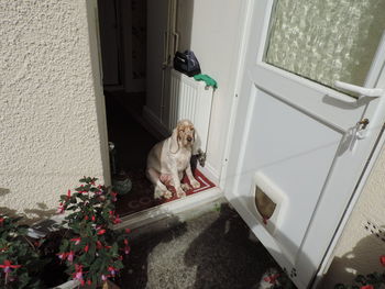 Portrait of a dog at the door entrance