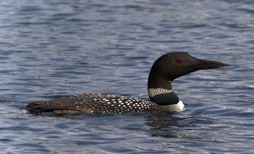 Close-up of duck swimming in water