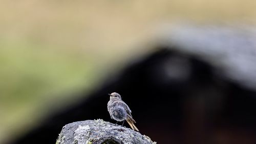 Close-up of bird perching on rock