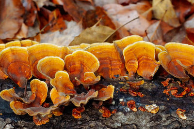 Close-up of mushrooms on dry leaves