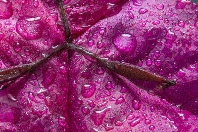 Close-up of wet purple cabbage leaf