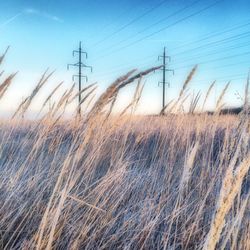 Scenic view of grassy field against sky