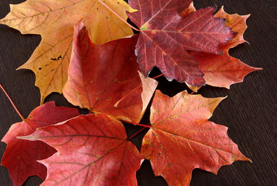 Close-up of maple leaves on plant