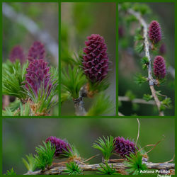 Close-up of purple flowering plants