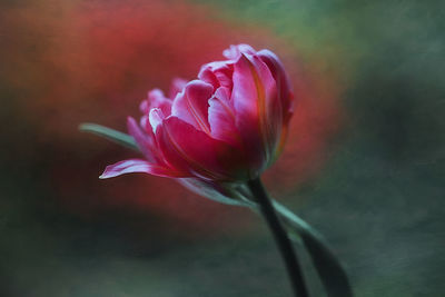 Close-up of pink flower