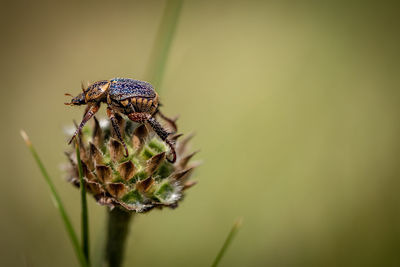 Close-up of bee pollinating on flower