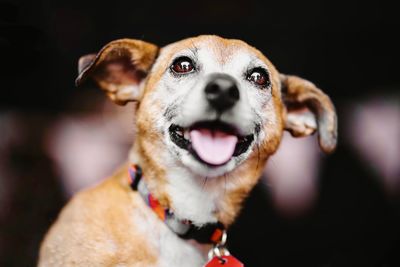 Close-up portrait of a dog