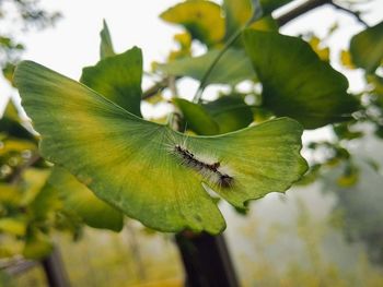 Close-up of insect on leaves