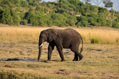 Elephants drinking water