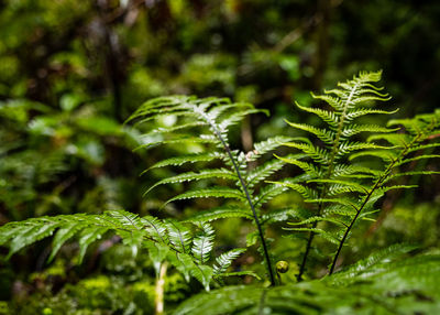 Close-up of fern leaves