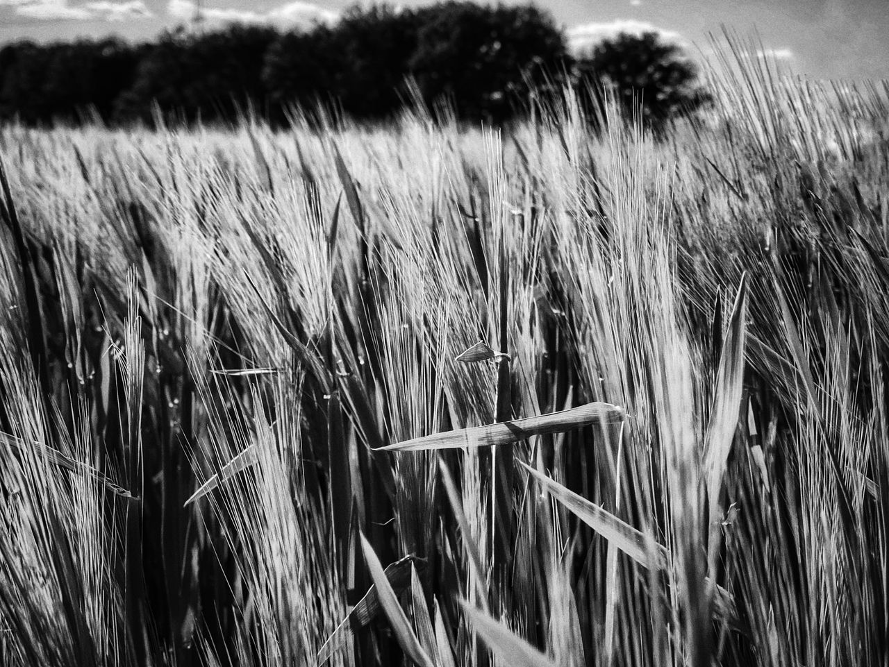 CLOSE-UP OF WHEAT FIELD