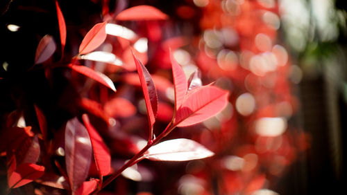 Close-up of red flowering plant