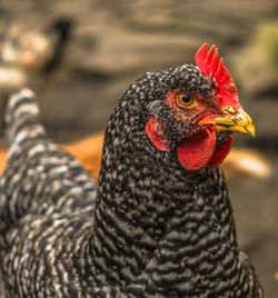 Foreground a chicken