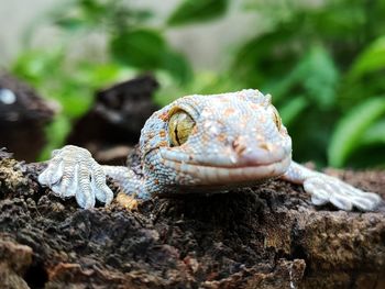 A striped gecko