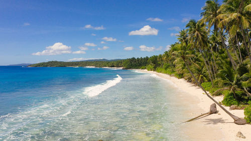 Beautiful beach, palm trees by turquoise water view from above. philippines, mindanao. 