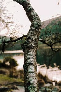 Low angle view of tree trunk against sky