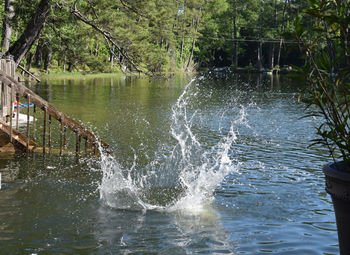 Scenic view of river flowing in forest