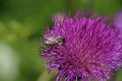 Close-up of insect on pink flower