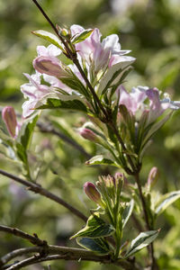 Close-up of pink flowering plant leaves