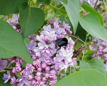 Close-up of insect on pink flowering plant