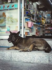 Dog on floor