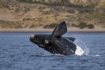 Close-up of whale swimming in sea