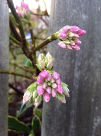 Close-up of pink flowers