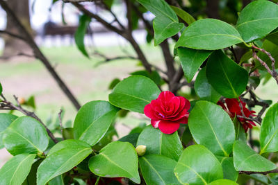 Close-up of red flowering plant