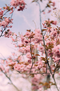 Close-up of pink cherry blossoms in spring