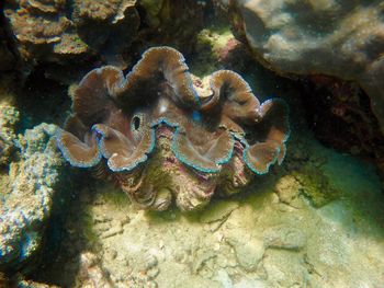 Close-up of coral in sea