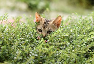 Cat in a field