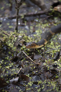 View of lizard on field in forest