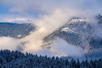 Panoramic view of trees in forest against sky