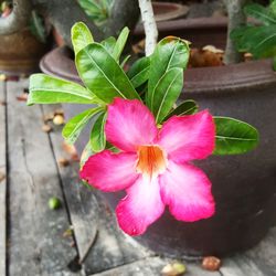 Close-up of pink hibiscus